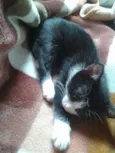 Fofuchinhos
