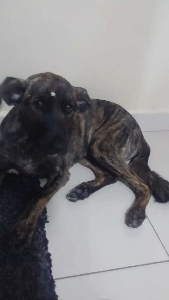 Cachorro ra a Sem raça idade 7 a 11 meses nome Mel