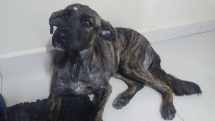 Cachorro ra a Sem raça idade 7 a 11 meses nome Mel