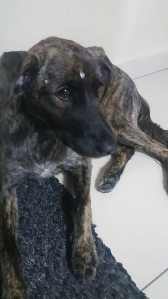 Cachorro ra a Sem raça idade 7 a 11 meses nome Mel