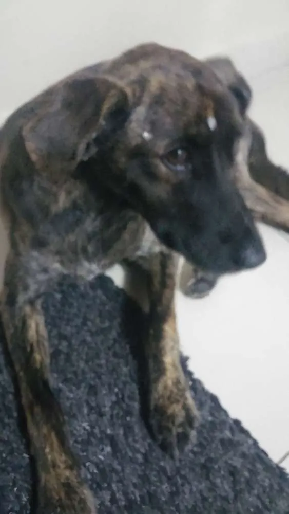 Cachorro ra a Sem raça idade 7 a 11 meses nome Mel
