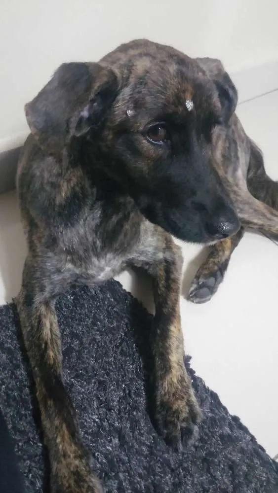 Cachorro ra a Sem raça idade 7 a 11 meses nome Mel