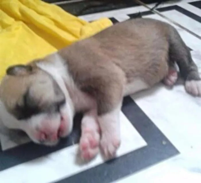 Cachorro ra a Desconhecida idade Abaixo de 2 meses nome Estrela