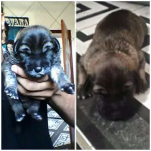 Cachorro raça Desconhecida idade Abaixo de 2 meses nome Han Solo