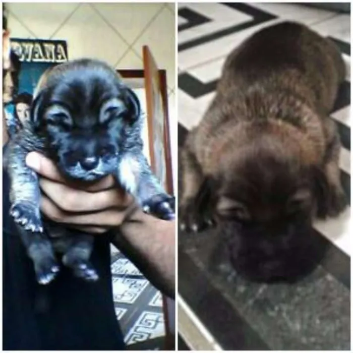 Cachorro ra a Desconhecida idade Abaixo de 2 meses nome Han Solo