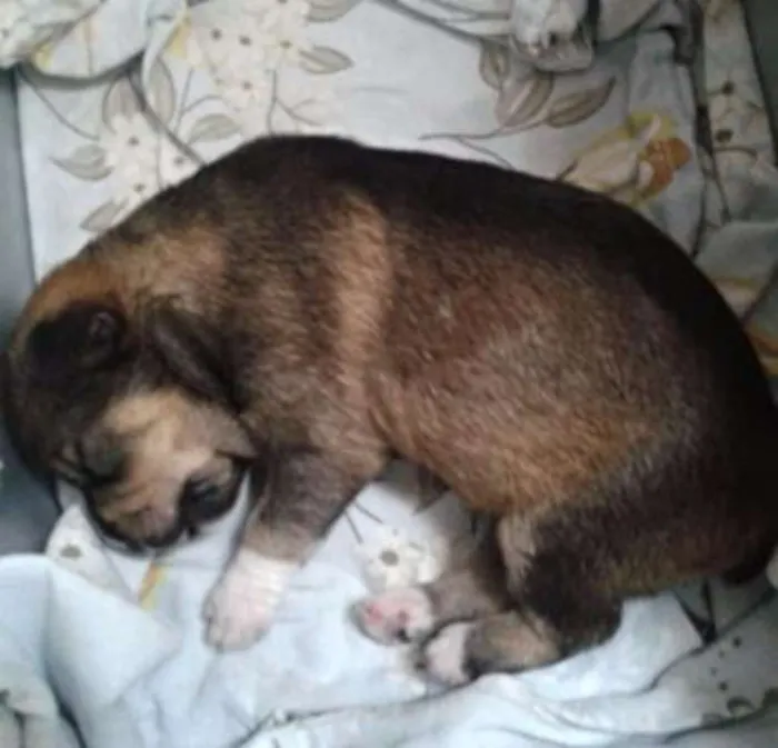 Cachorro ra a Desconhecida idade Abaixo de 2 meses nome Padmé