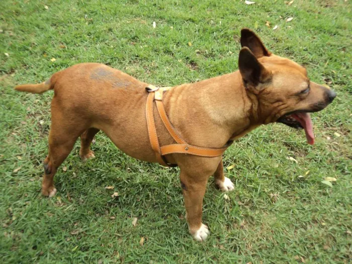 Cachorro ra a American Stanfordshire Terrier idade 6 ou mais anos nome Pitty Califórnia