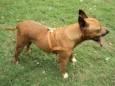 Pitty Califórnia