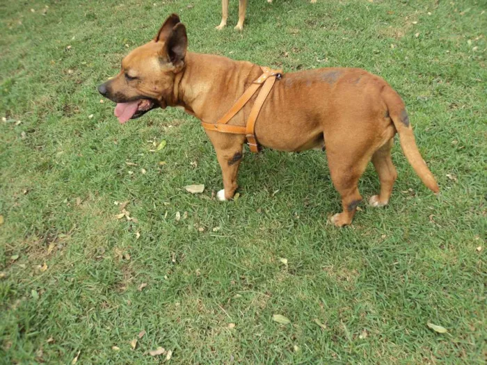 Cachorro ra a American Stanfordshire Terrier idade 6 ou mais anos nome Pitty Califórnia