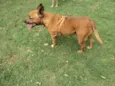 Pitty Califórnia
