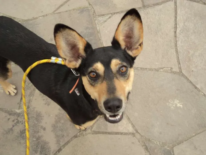 Cachorro ra a SRD idade 2 anos nome Mickey