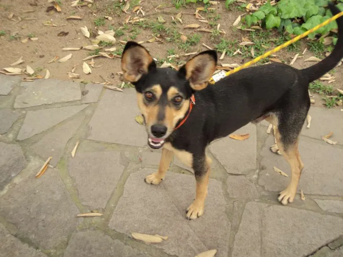Cachorro ra a SRD idade 2 anos nome Mickey