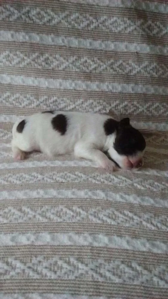 Cachorro ra a SRD idade Abaixo de 2 meses nome Sem nome 