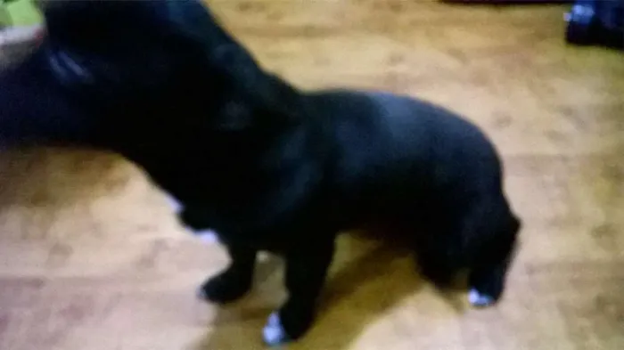 Cachorro ra a Pastor Alemão Pequeno idade 2 a 6 meses nome bela