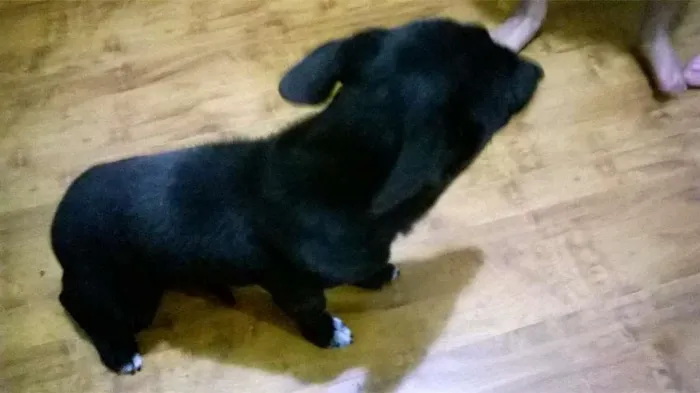 Cachorro ra a Pastor Alemão Pequeno idade 2 a 6 meses nome bela
