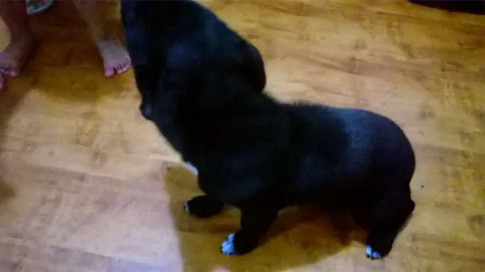 Cachorro ra a Pastor Alemão Pequeno idade 2 a 6 meses nome bela