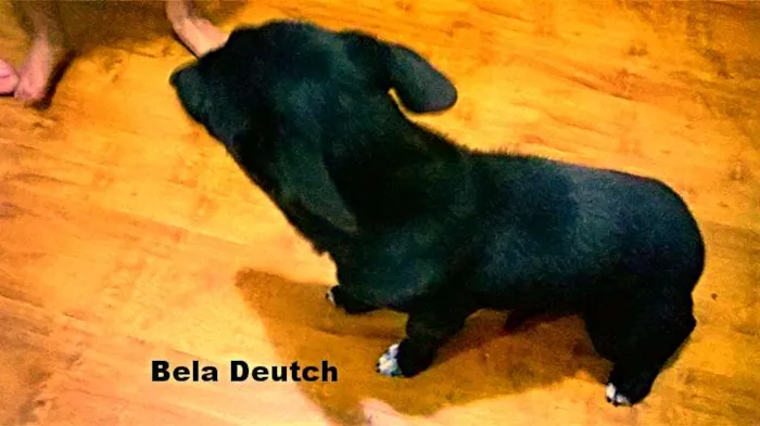 Cachorro ra a Pastor Alemão Pequeno idade 2 a 6 meses nome bela