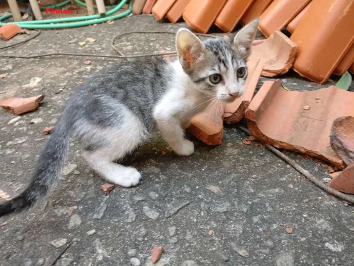 Gato ra a Mistura idade 2 a 6 meses nome Gata