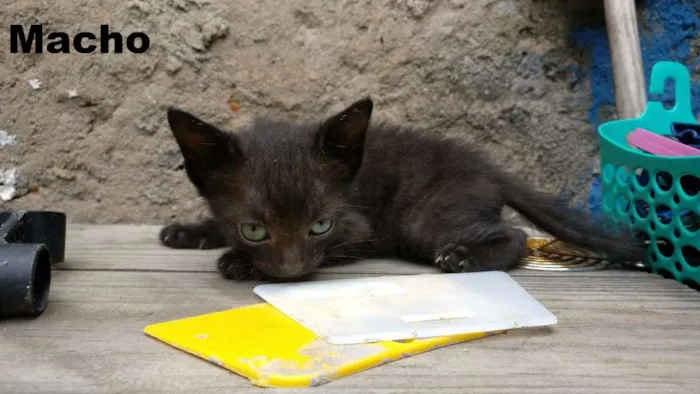 Gato ra a Mistura idade 2 a 6 meses nome Gata