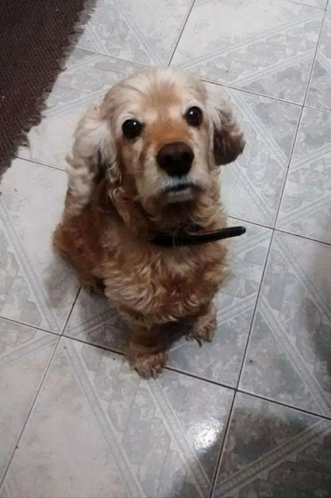 Cachorro ra a Cocker idade 6 ou mais anos nome Mel