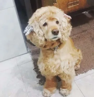 Cachorro raça Cocker idade 6 ou mais anos nome Mel