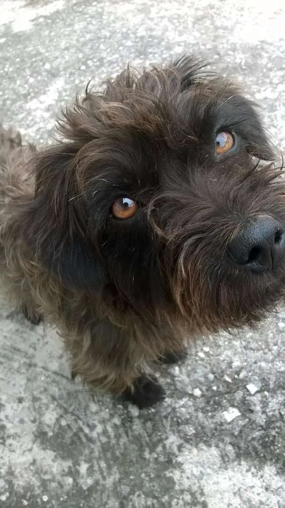 Cachorro ra a SRD idade  nome Coquinho