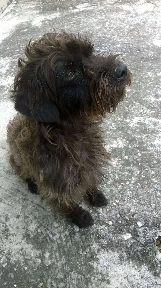 Cachorro ra a SRD idade  nome Coquinho