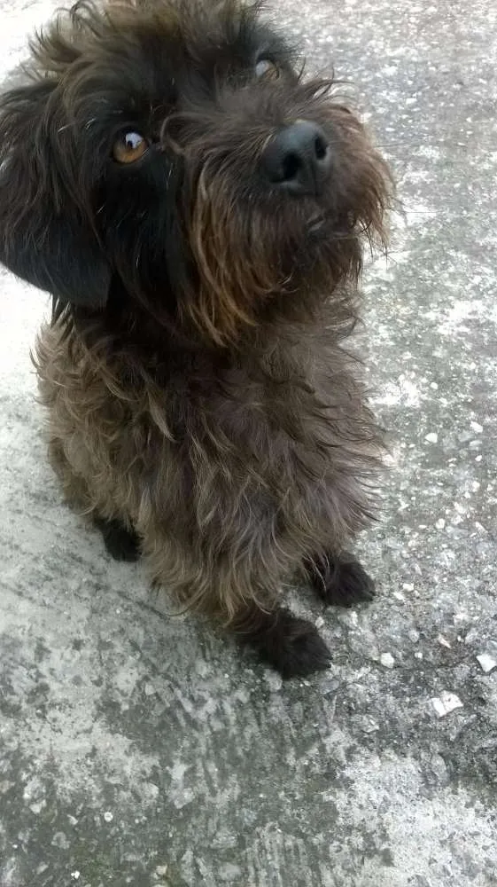 Cachorro ra a SRD idade  nome Coquinho