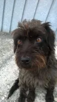 Coquinho