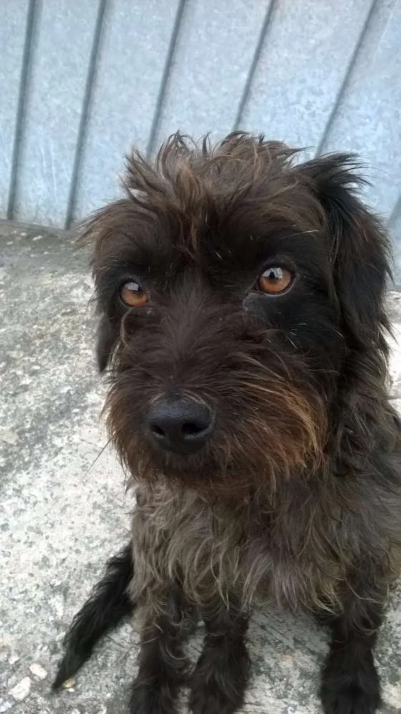 Cachorro ra a SRD idade  nome Coquinho