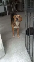 Lassie