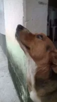 Lassie