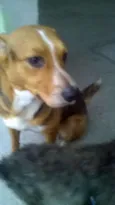 Lassie