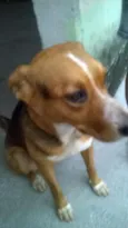 Lassie