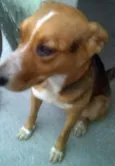 Lassie