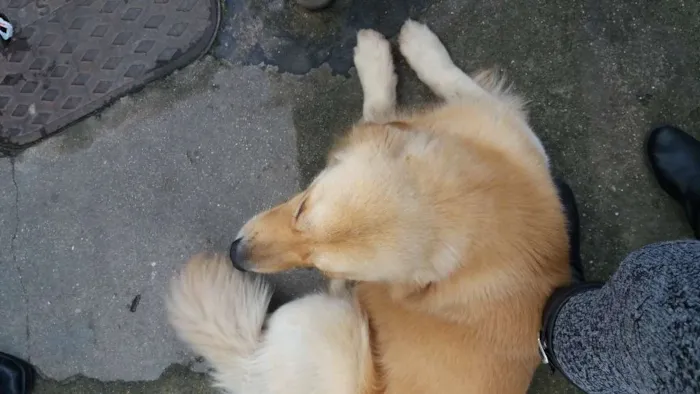 Cachorro ra a Golden idade 2 anos nome Boomer