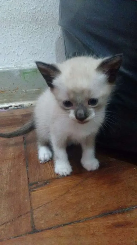 Gato ra a Siamês idade 2 a 6 meses nome Rubel