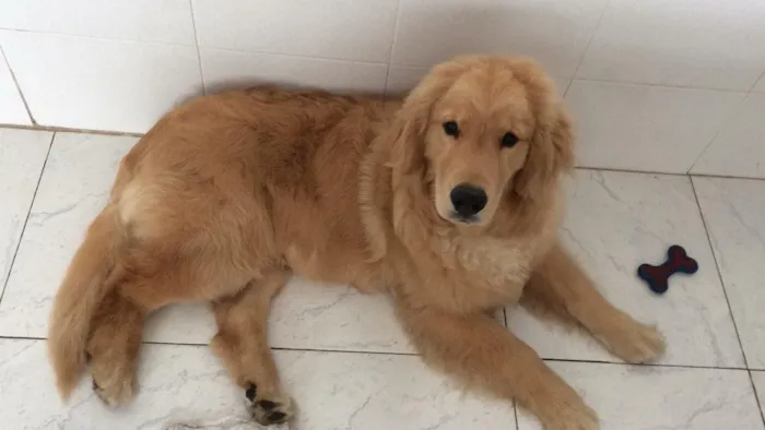 Cachorro ra a Golden retriever idade 7 a 11 meses nome Thor