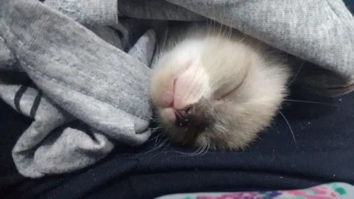 Gato ra a Siamês idade 2 a 6 meses nome Rubel