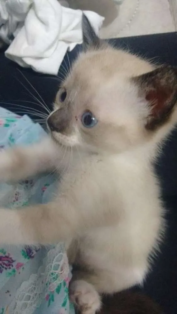 Gato ra a Siamês idade 2 a 6 meses nome Rubel