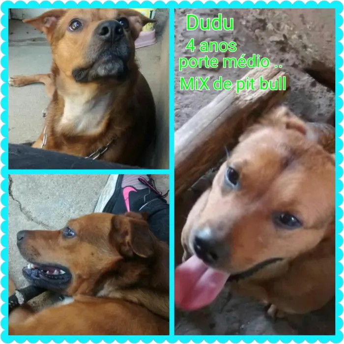 Cachorro ra a MiX pir bull idade 4 anos nome Dudu