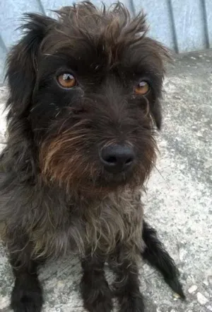 Cachorro raça SRD idade  nome Coquinho