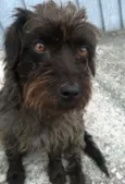 Coquinho