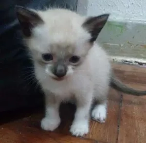 Gato raça Siamês idade 2 a 6 meses nome Rubel