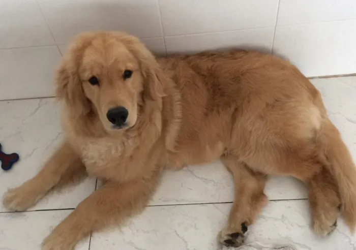 Cachorro ra a Golden retriever idade 7 a 11 meses nome Thor