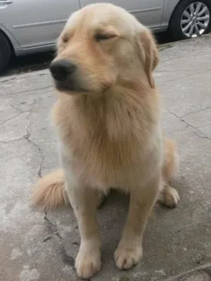 Cachorro raça Golden idade 2 anos nome Boomer