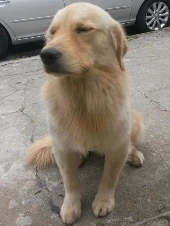 Cachorro ra a Golden idade 2 anos nome Boomer