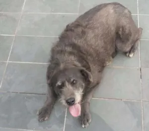 Cachorro raça SRD idade 3 anos nome Cotoco