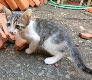 Gato raça Mistura idade 2 a 6 meses nome Gata