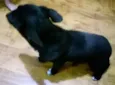bela